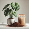 Monstera-Anzuchtbox