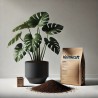 Monstera-Anzuchtbox