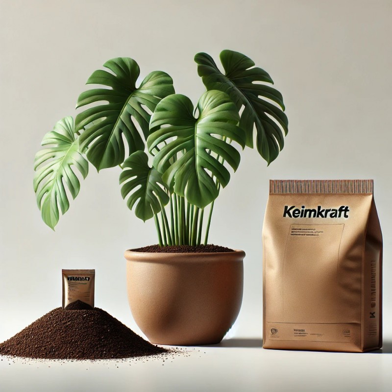 Monstera-Anzuchtbox