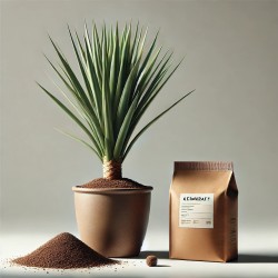 Drachenbaum-Anzuchtbox
