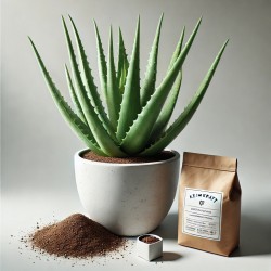 Aloe Vera-Anzuchtbox