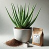Aloe Vera-Anzuchtbox