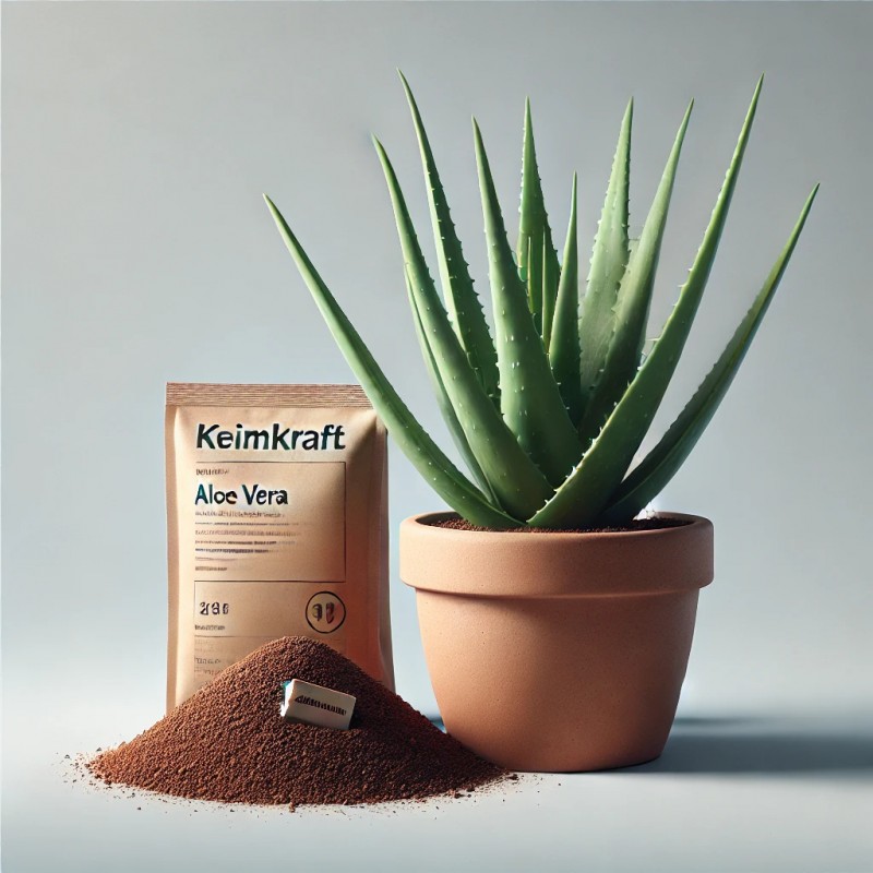 Aloe Vera-Anzuchtbox