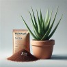 Aloe Vera-Anzuchtbox