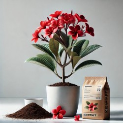 Frangipani-Anzuchtbox