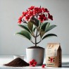 Frangipani-Anzuchtbox