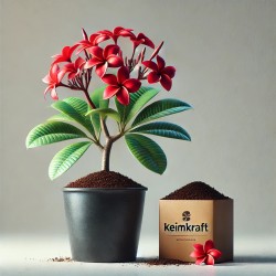 Frangipani-Anzuchtbox