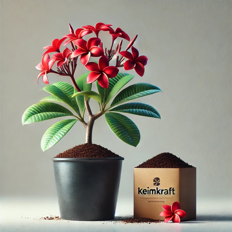 Frangipani-Anzuchtbox