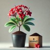 Frangipani-Anzuchtbox