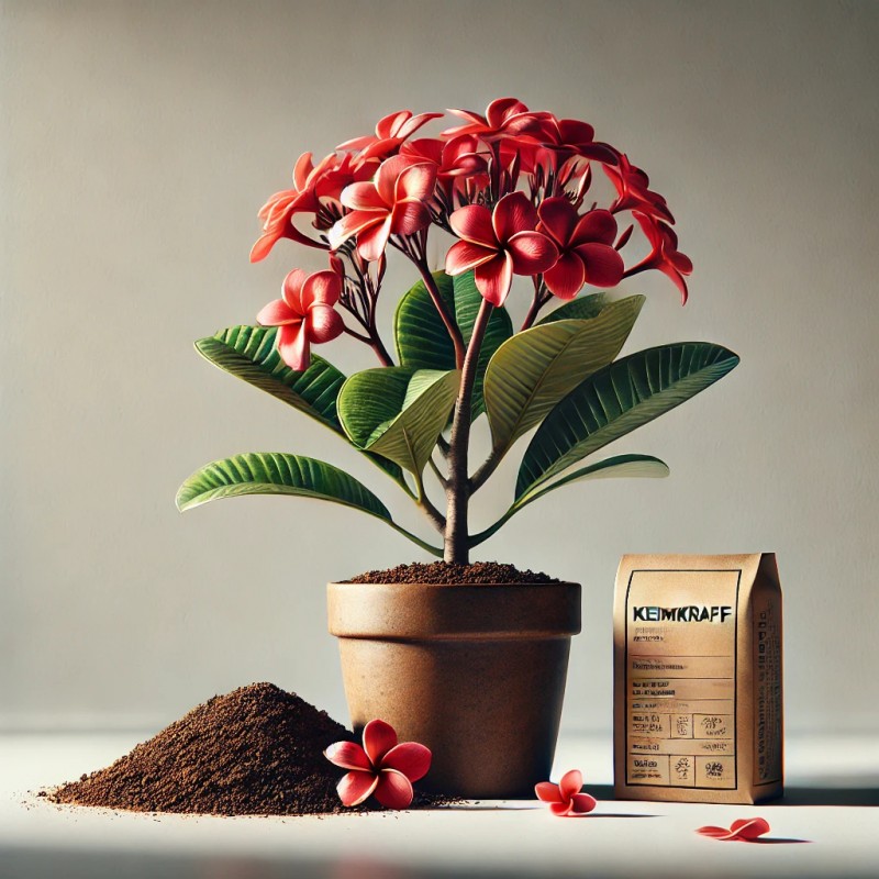 Frangipani-Anzuchtbox