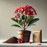 Frangipani-Anzuchtbox